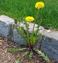 Dandelion Removal