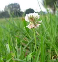 Removing Clover From Your Lawn