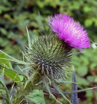 Thistle Control and Removal