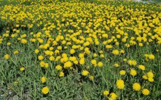 weed-control-service